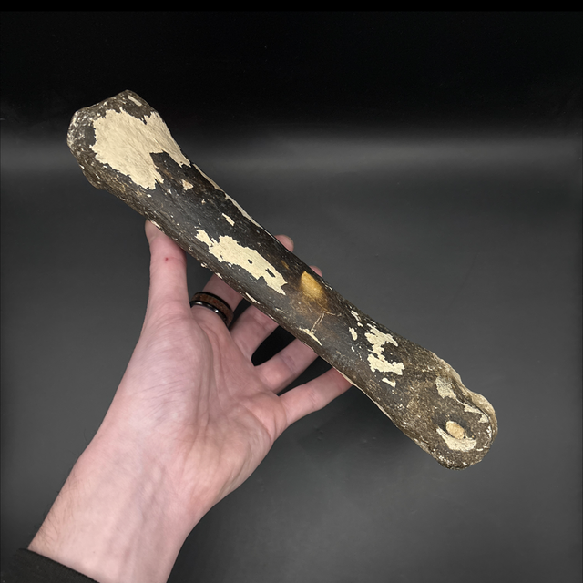 Bison Metacarpal