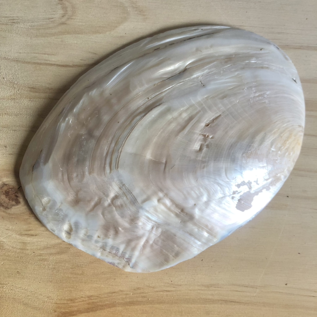 🐚Coquille de nacre avec sa perle 