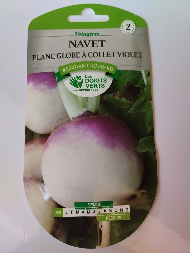 Navet Blanc globe à collet violet