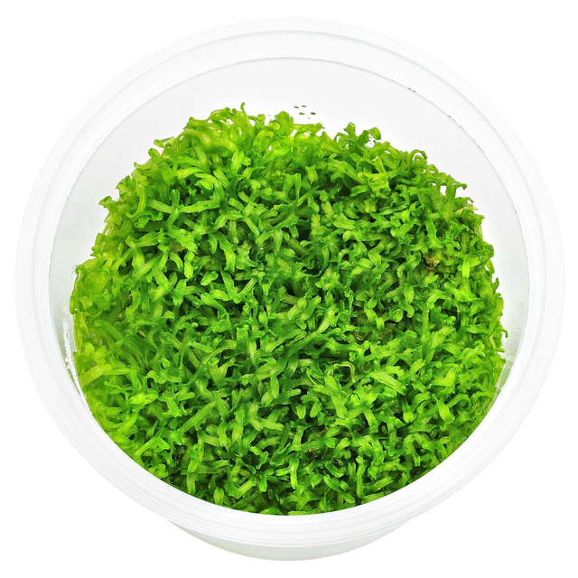 Riccia Fluitans in vitro 6090937764711