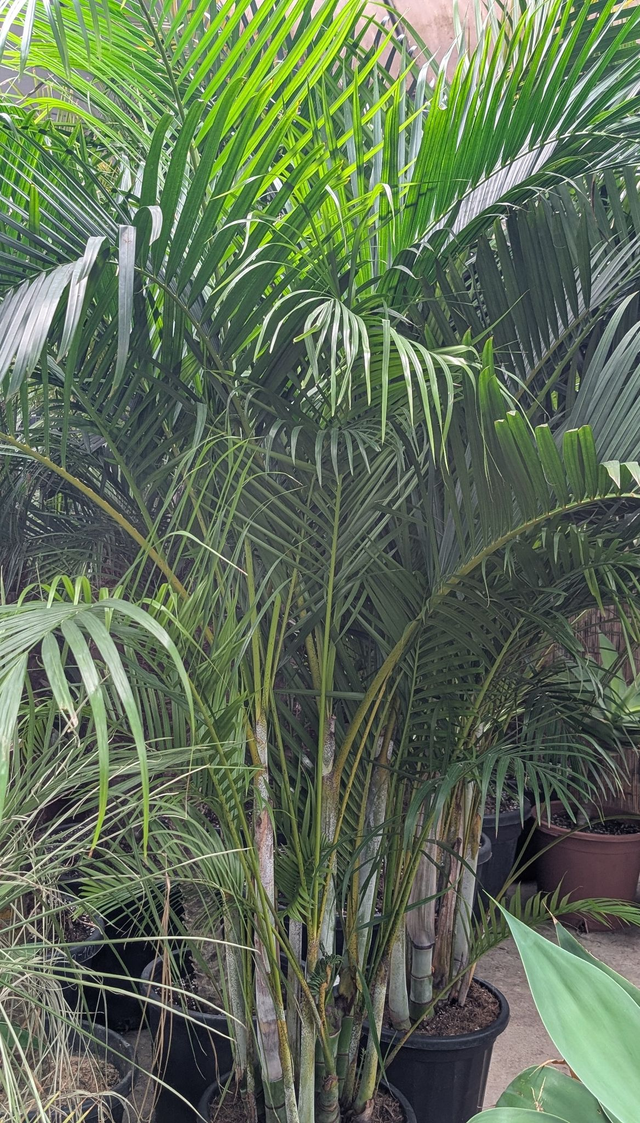 Goldfruchtpalme XXL 270cm