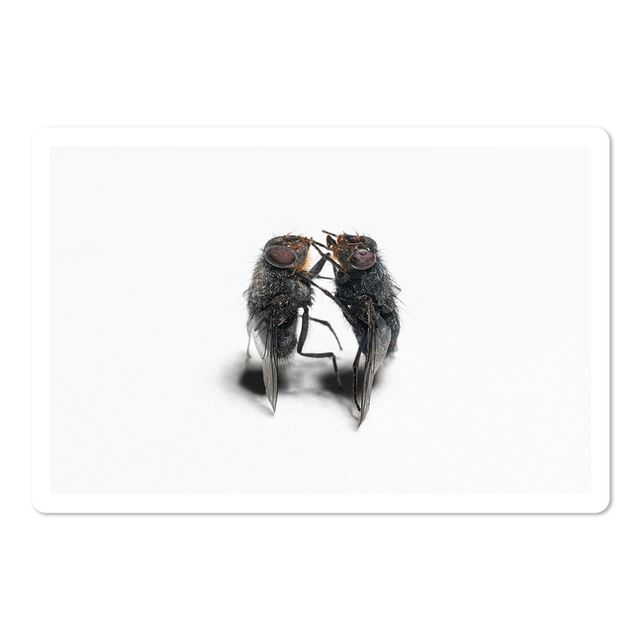 FLYCARD-03 10X15 BARYTA FINE ART PRINT 