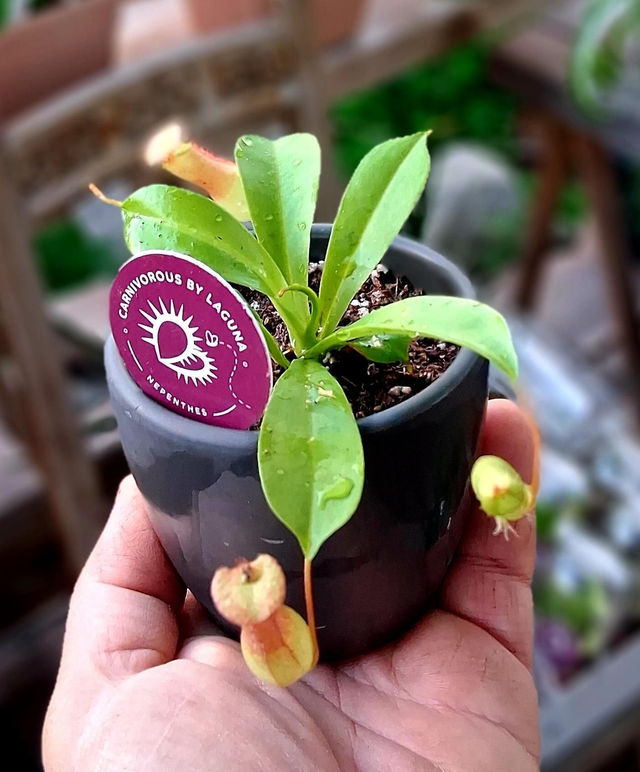 G12 . Baby Nepenthes in black pot