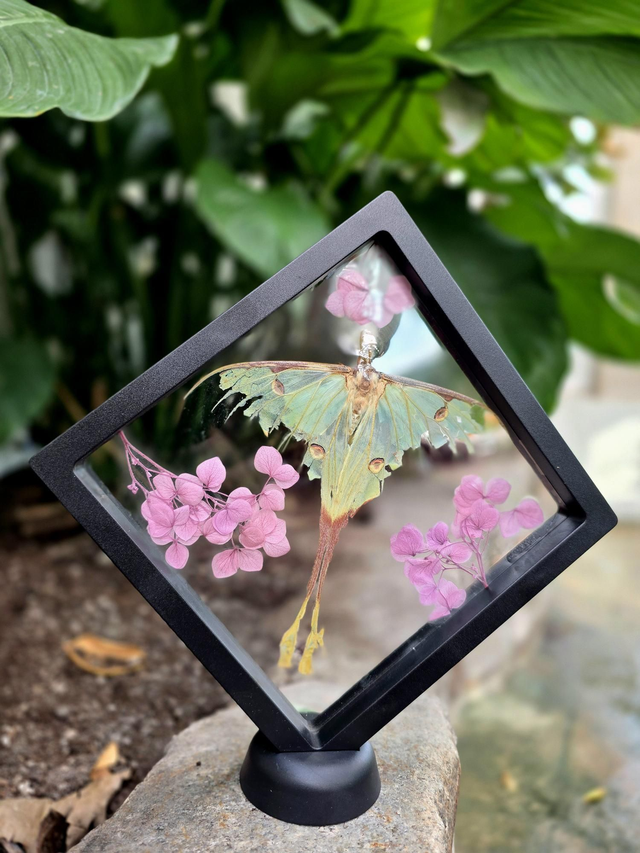 Raamitud liblikas "Aafrika siilakpaabusilm"