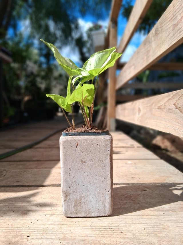 S12 . Syngonium in Cubo Etrusco