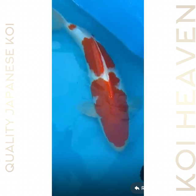 Matsue koi farm HQ kohaku  Nisia  Circa 49cm