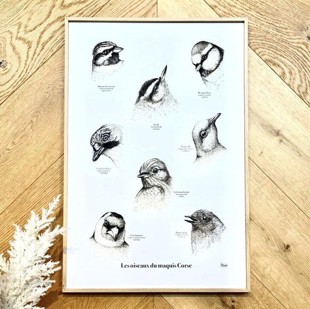 Affiche Oiseaux du Maquis