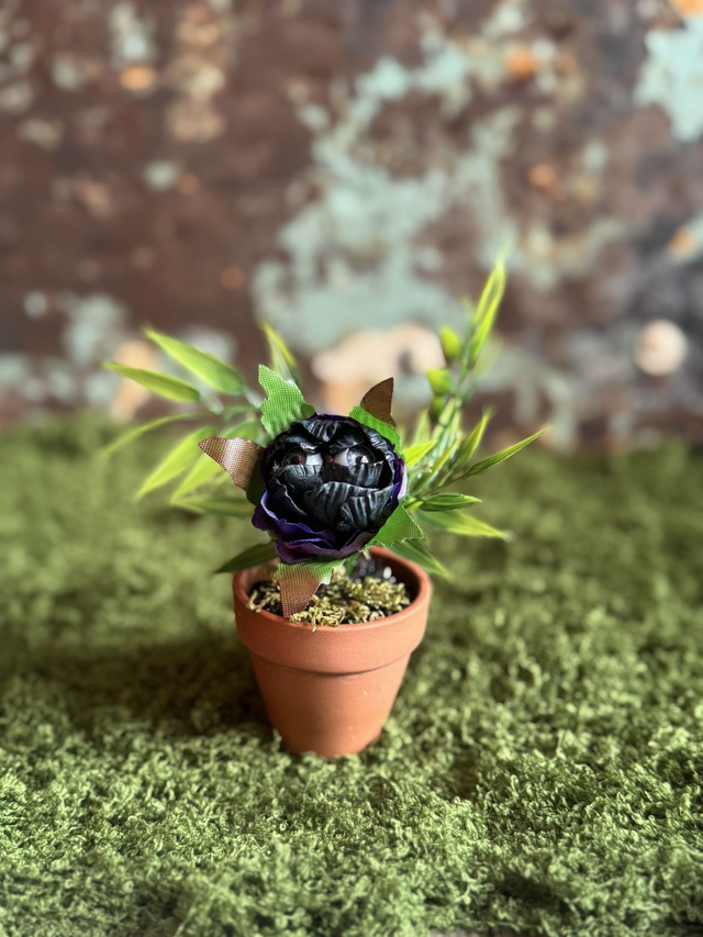 51.🌑 Specimen: The Gloomseed