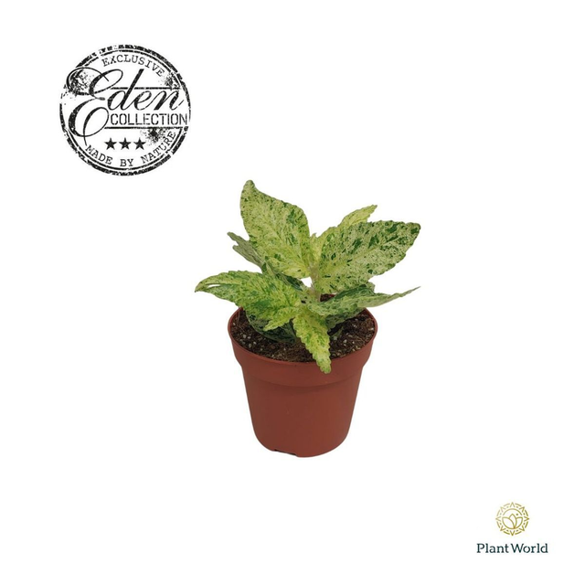 B37 . Pellionia repens 'Variegata'