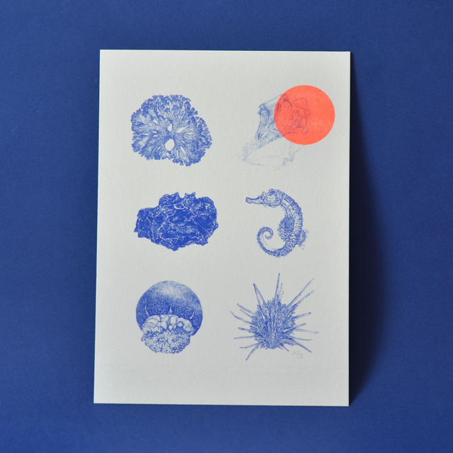 A5 le bestiaire de l'océan