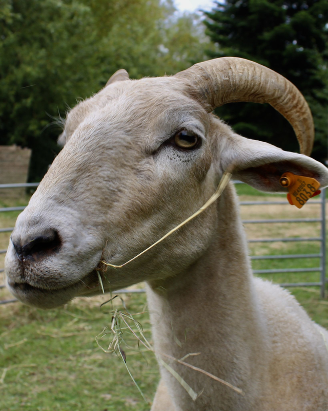 Schaap Sophieke