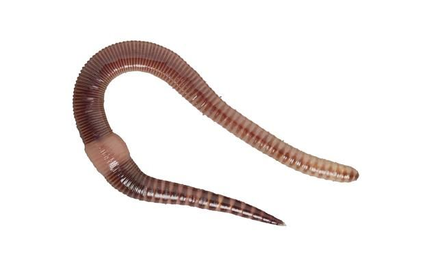 Levende vis wormen 15 stuks 8718469680924