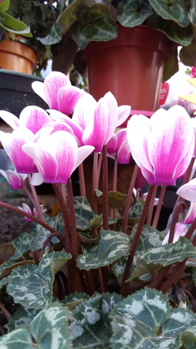 Cyclamen 10,5