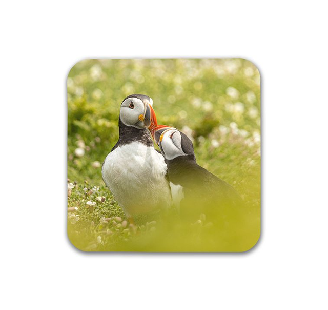 Lovebirds, Skomer Island