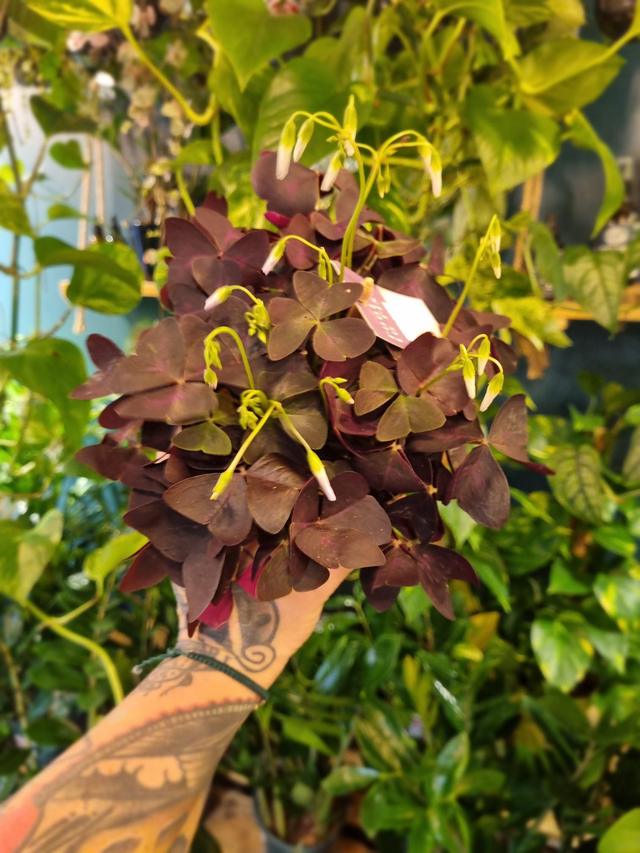 Oxalis purple 