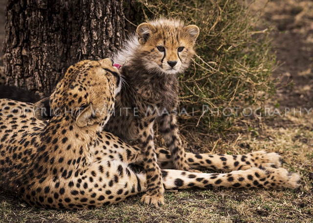 Mothers love, in the animal kingdom there are no better mothers than cats.