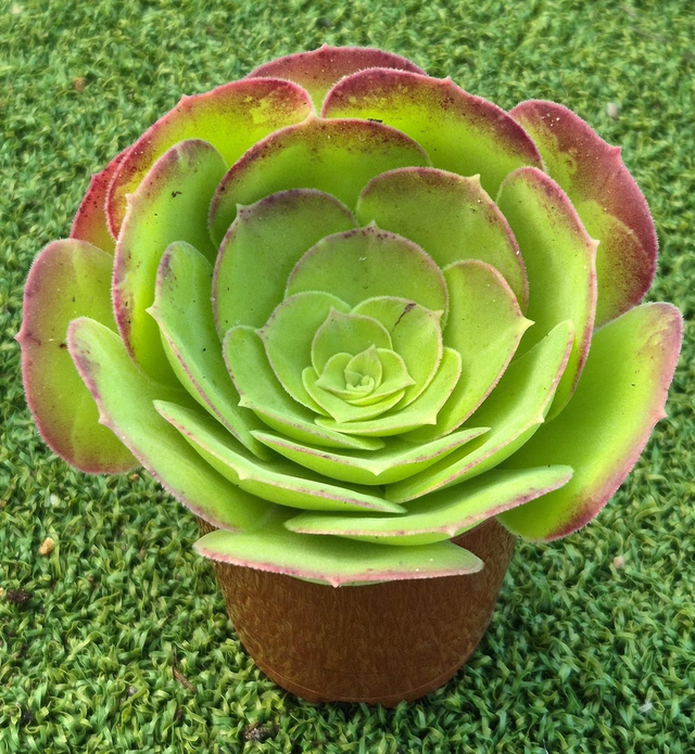 Aeonium &#039;Blushing Beauty&#039;