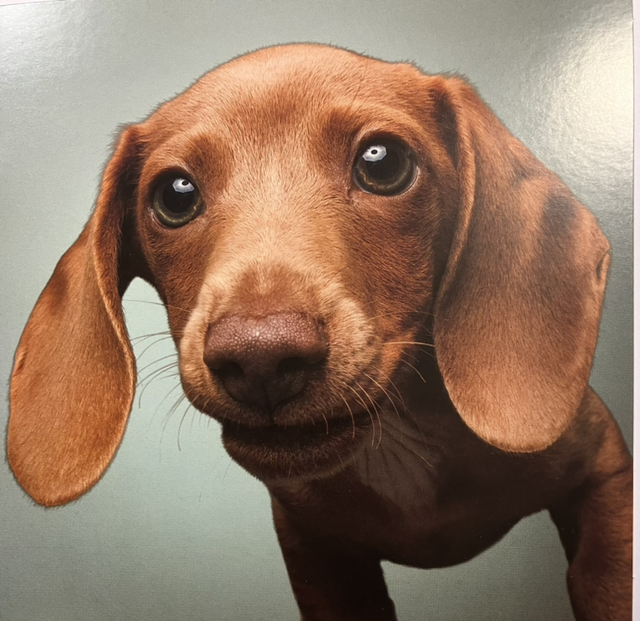 Darkroom Photography Miniature Dachshund 