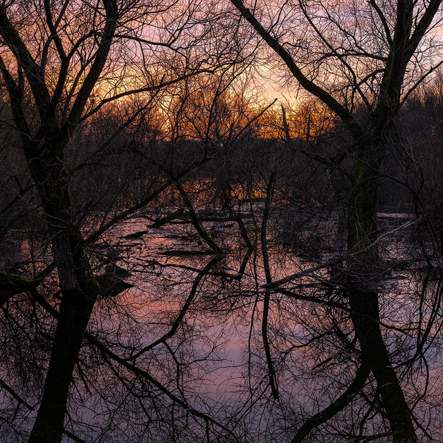 Abendlicht im Gewirr gefangen