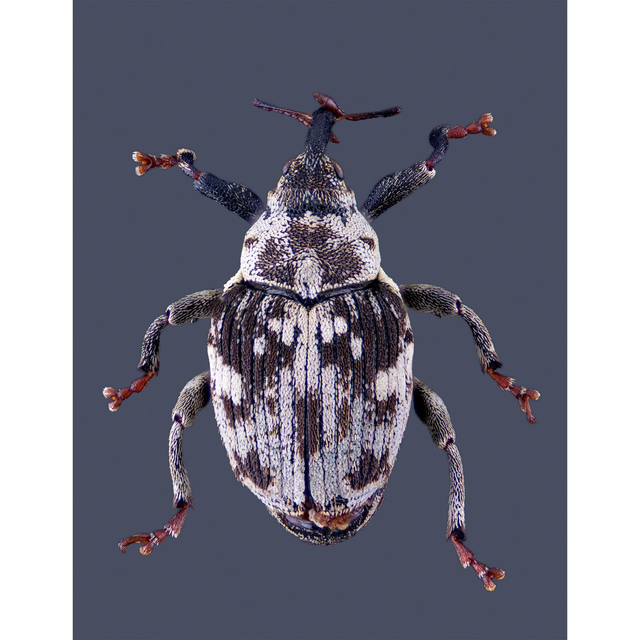 Ceutorhynchus Litura