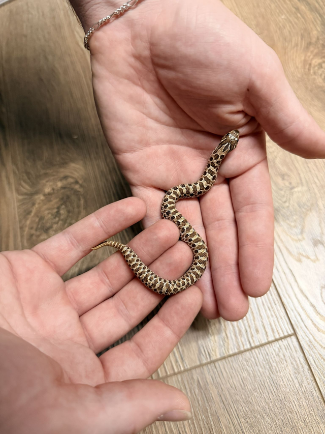 CB26 Artic Hognose Female
