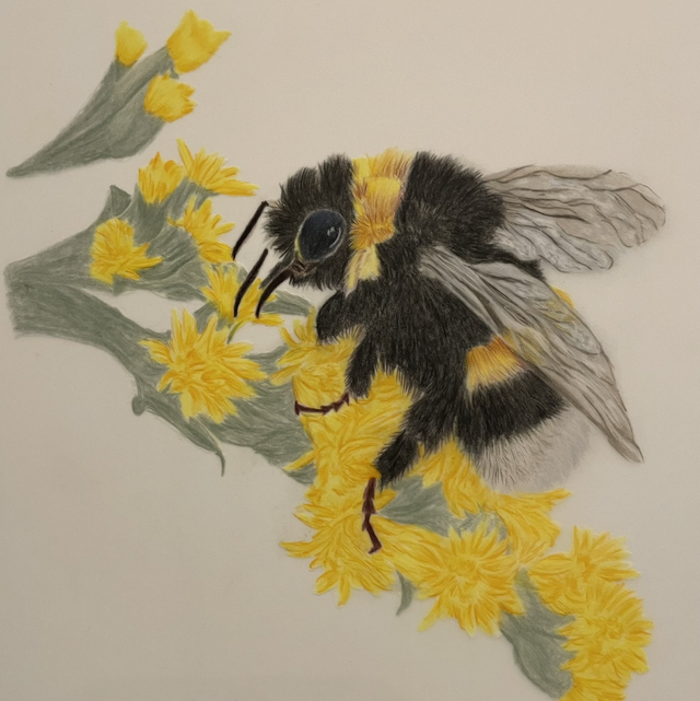 Bumblebee collecting nectar mahonia (Available to purchase from Mardleybury Gallery)
