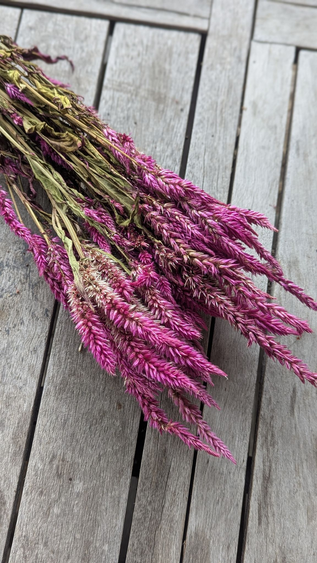 Fleurs séchées de Célosie