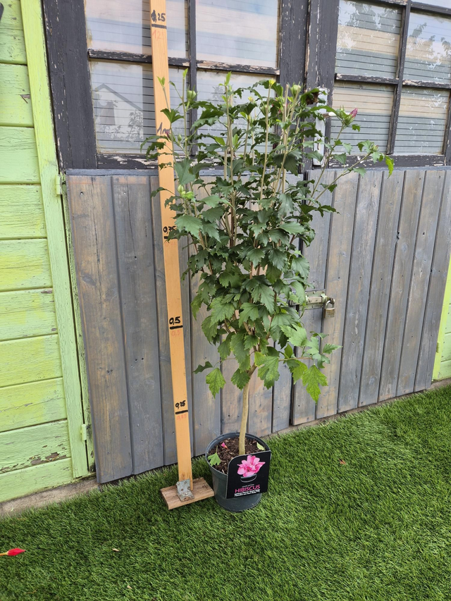 Hibiscus Syriacus tige pot 29cm