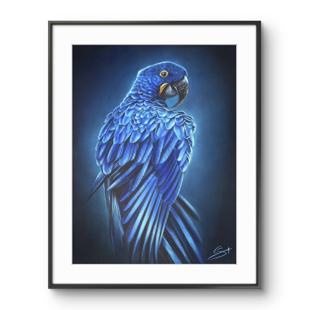 Tirage Ara bleu 