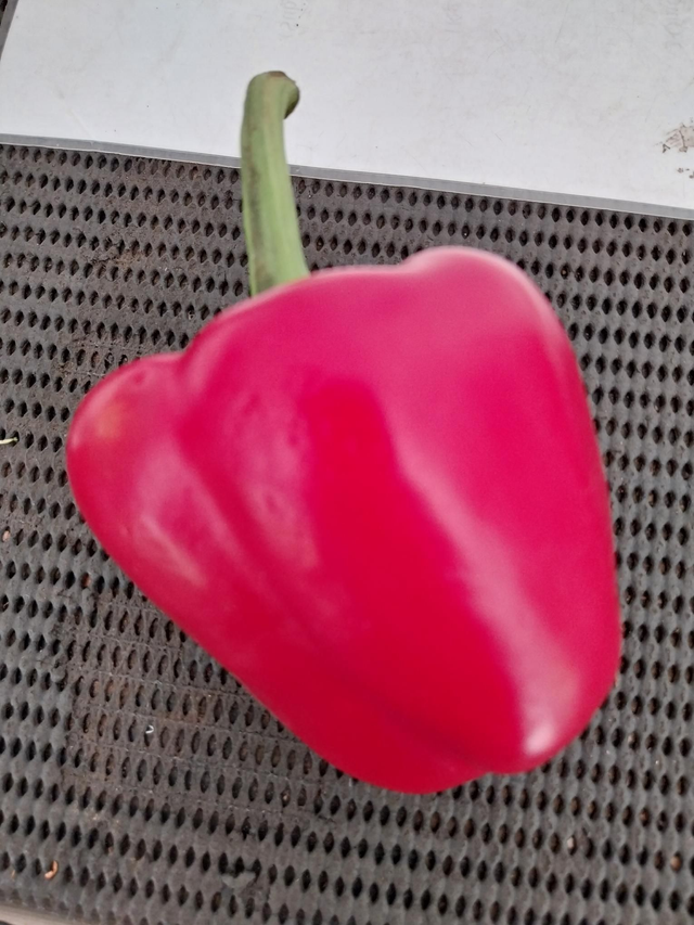 Pepper red 