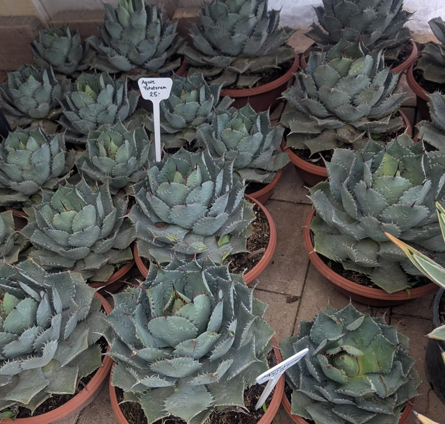 Agave Potatorum