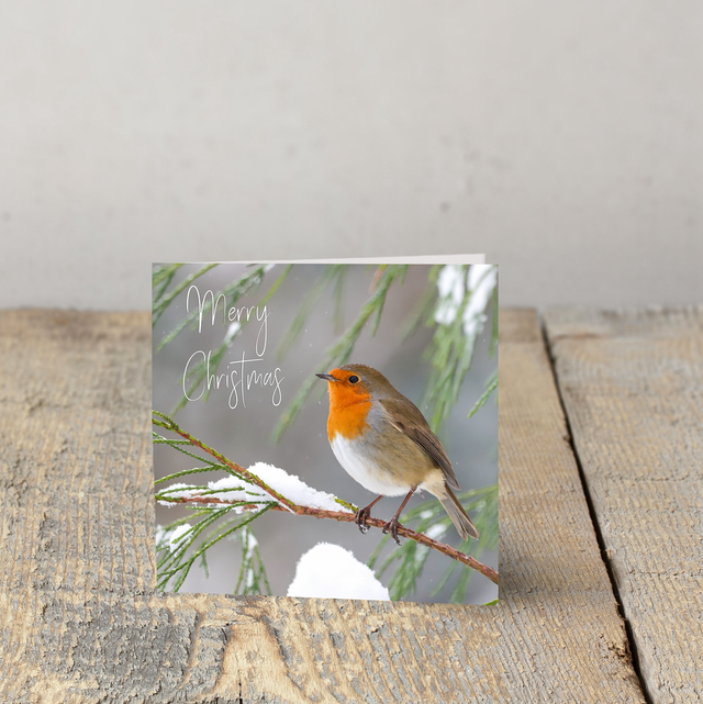 "Christmas Robin" Christmas Card
