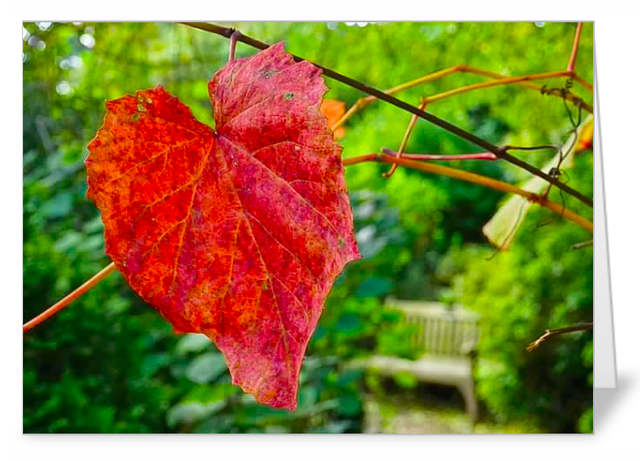 Lucky Dip Mixed pack of 5 NoteCards