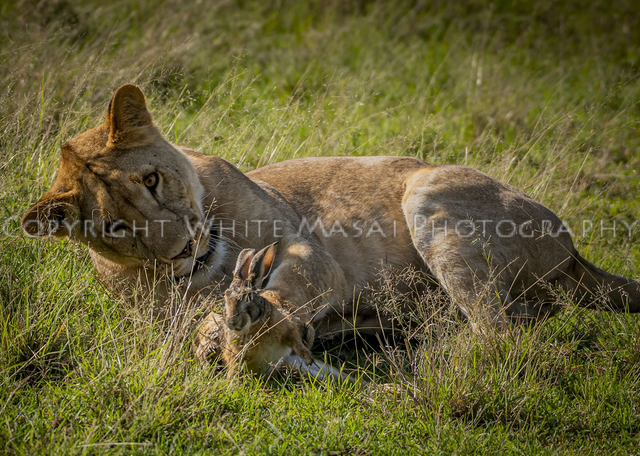 Run rabbit run, the Marsh Pride Lion cub proved all cats are alike when it comes to play!