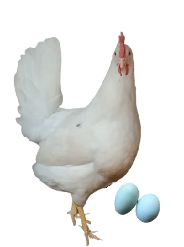 Pondeuse Azur (oeuf bleu)