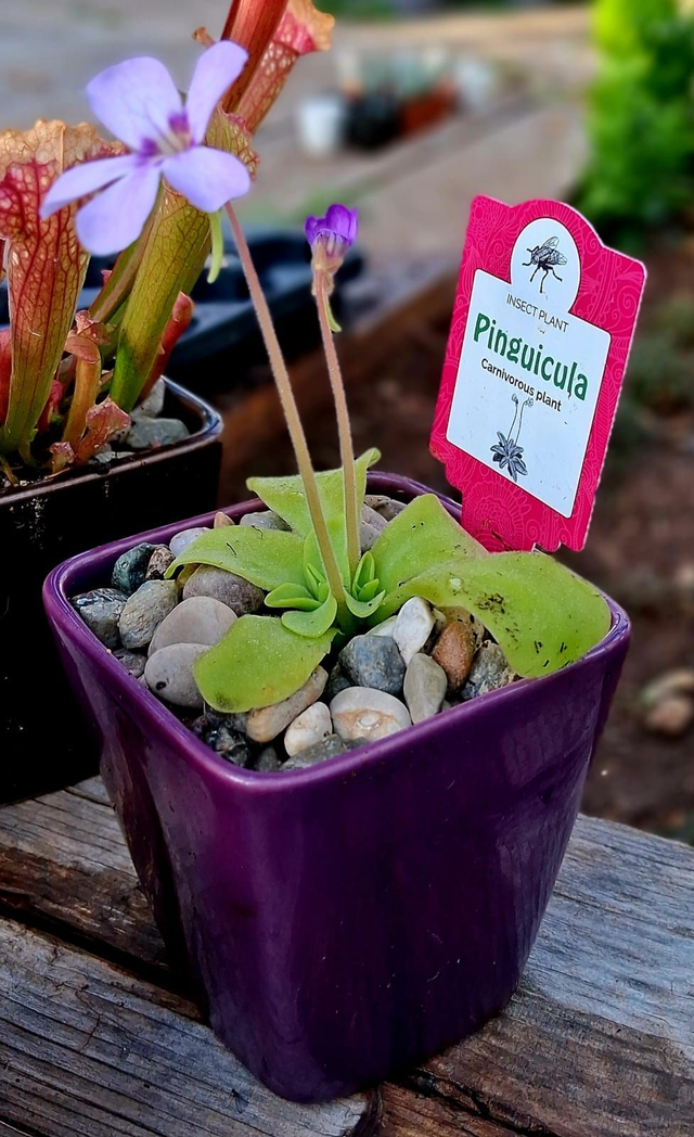 G09 . Pinguicula 'Tina' in "Mini cachpot"