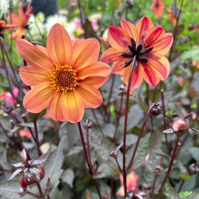 Schipper’s Bronze 280