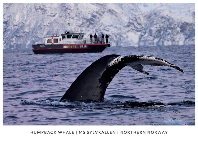 Postcard : Humpback whale &amp; Sylvkallen