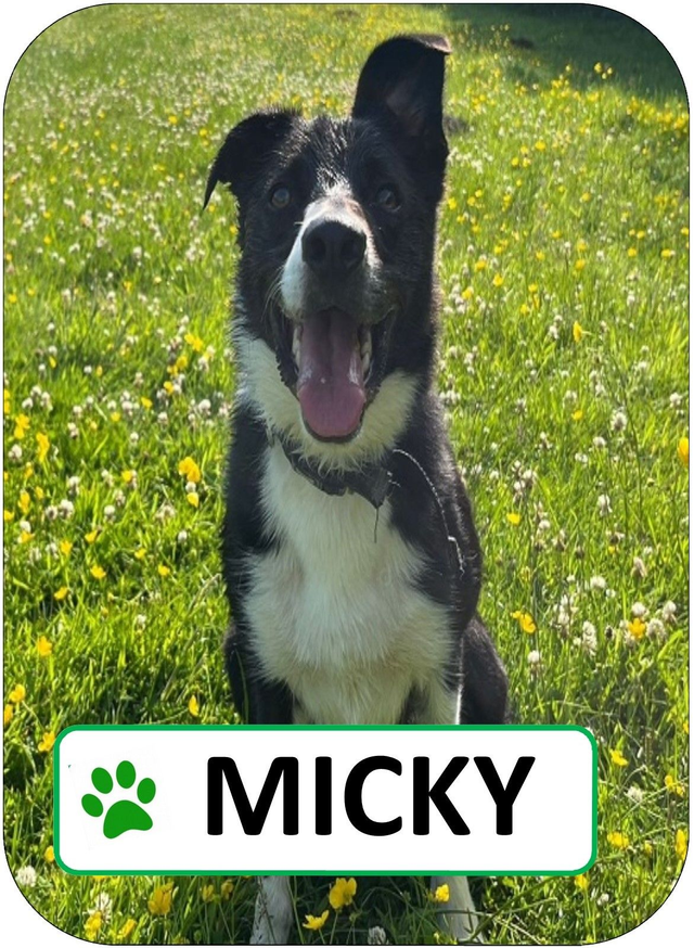 Micky Sponsorship Pack