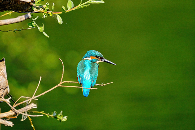 Martin sur sa branche