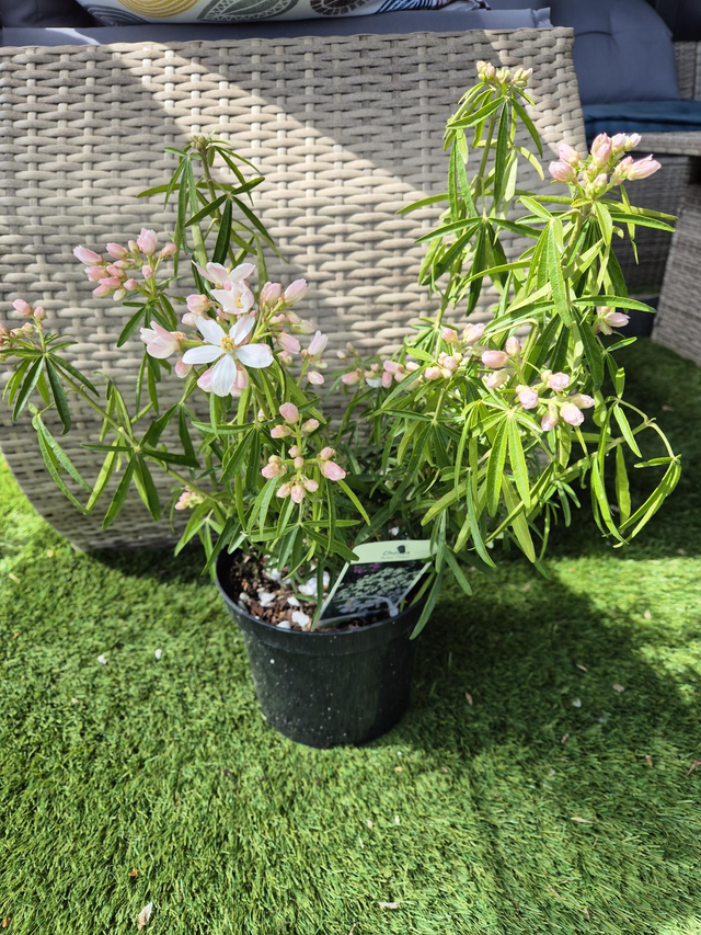 Oranger du Mexique (Choisya Aztec Pearl) pot 19cm