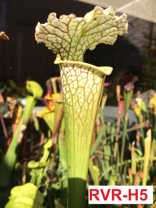 hybrid, moorei like plant, narrow white speckled pitchers with big white hood