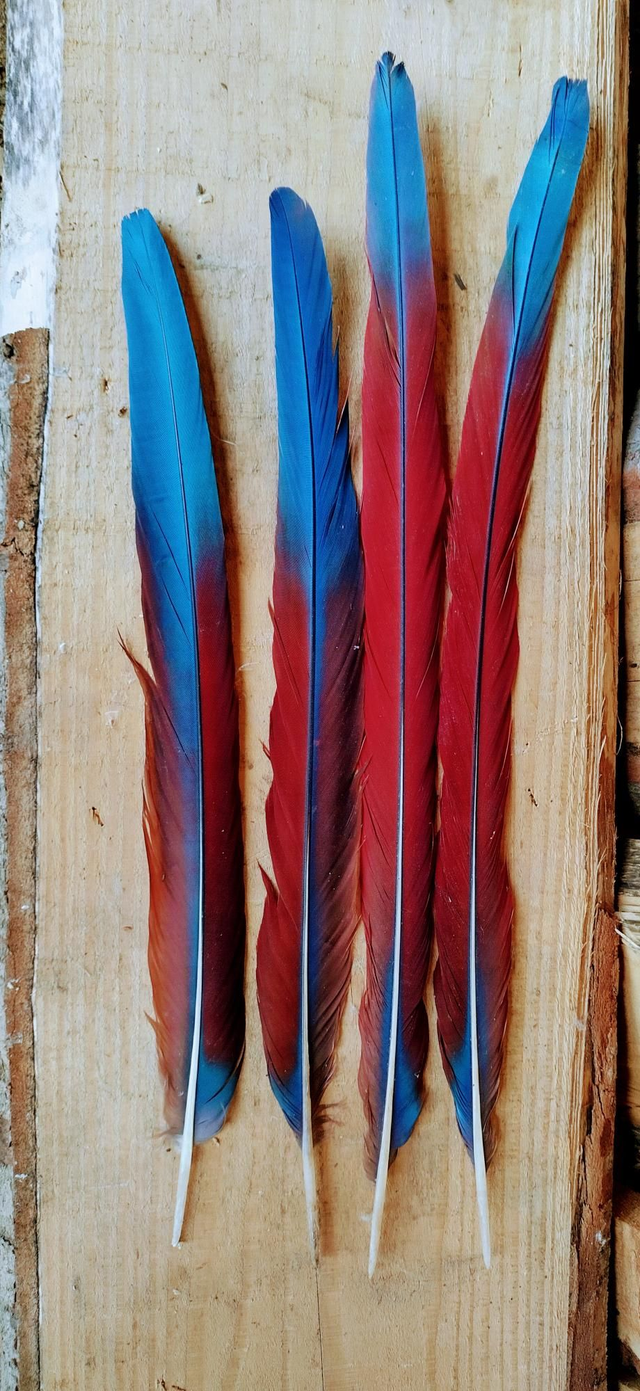 Penne timoniere di Ara