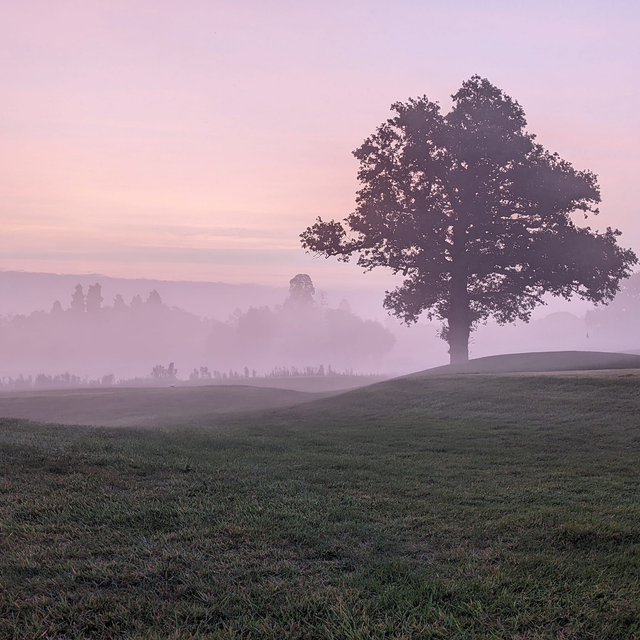 &#039;Purple dawn&#039;
