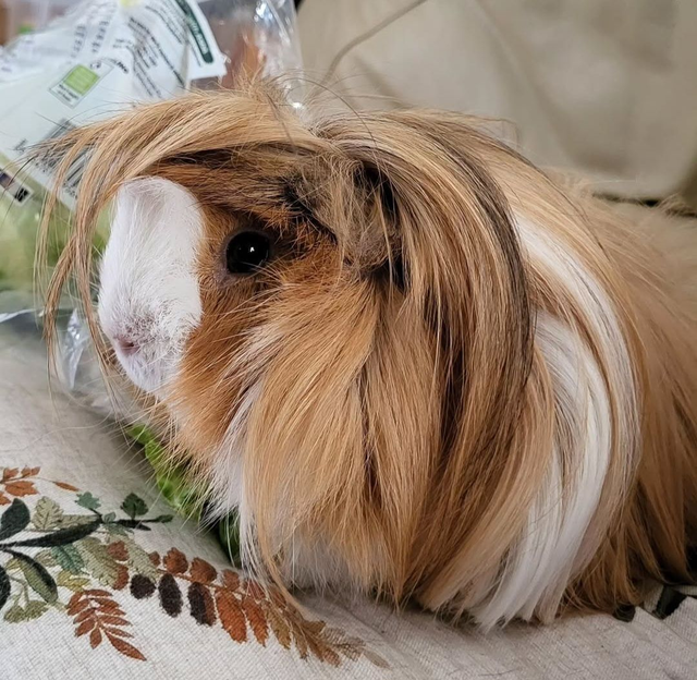 £100 donation to Patch's Piggy Trust