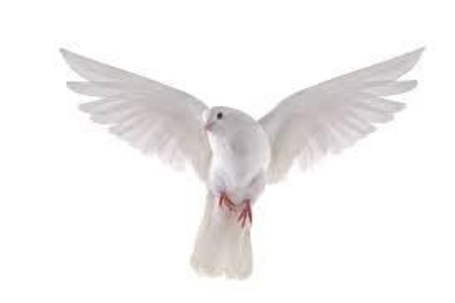 Dove