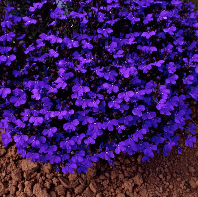 Lobelia Bush - Crystal Palace Dark Blue: 9 Plants (Ref: N)