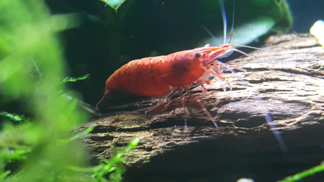 Cherry shrimp bloody Mary's 