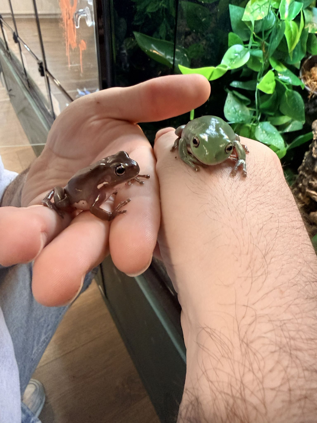 CB26 Whites Tree Frog 