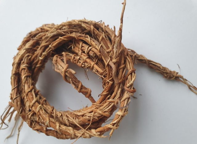 Racine de vetiver lot de 15 tiges